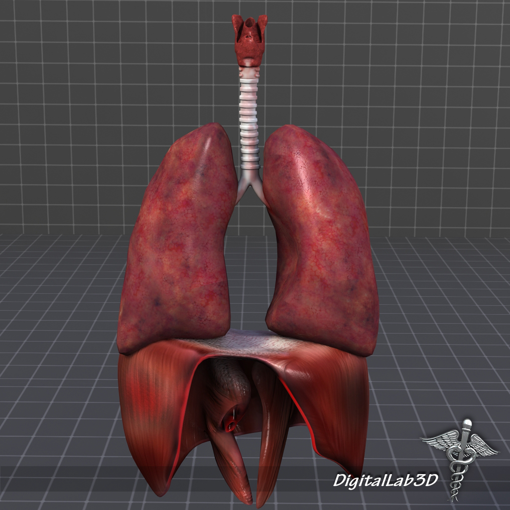 DigitalLab3d: Respiratory System Complete
