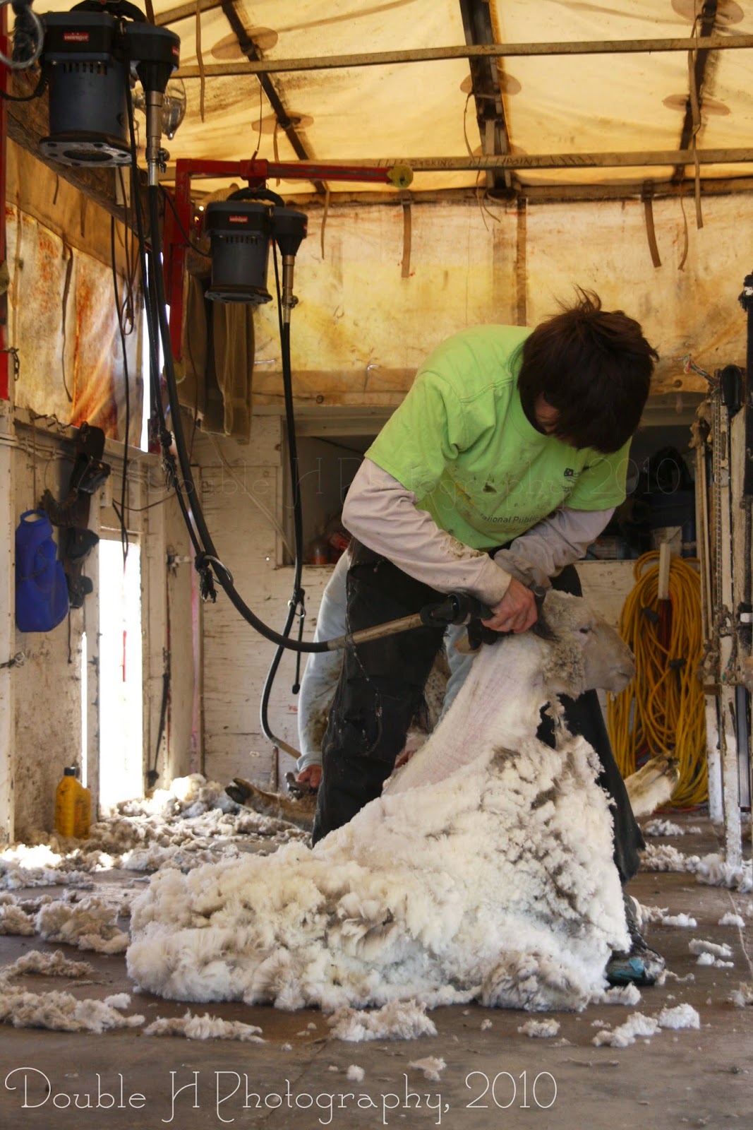 Double H Photography Shearing Day
