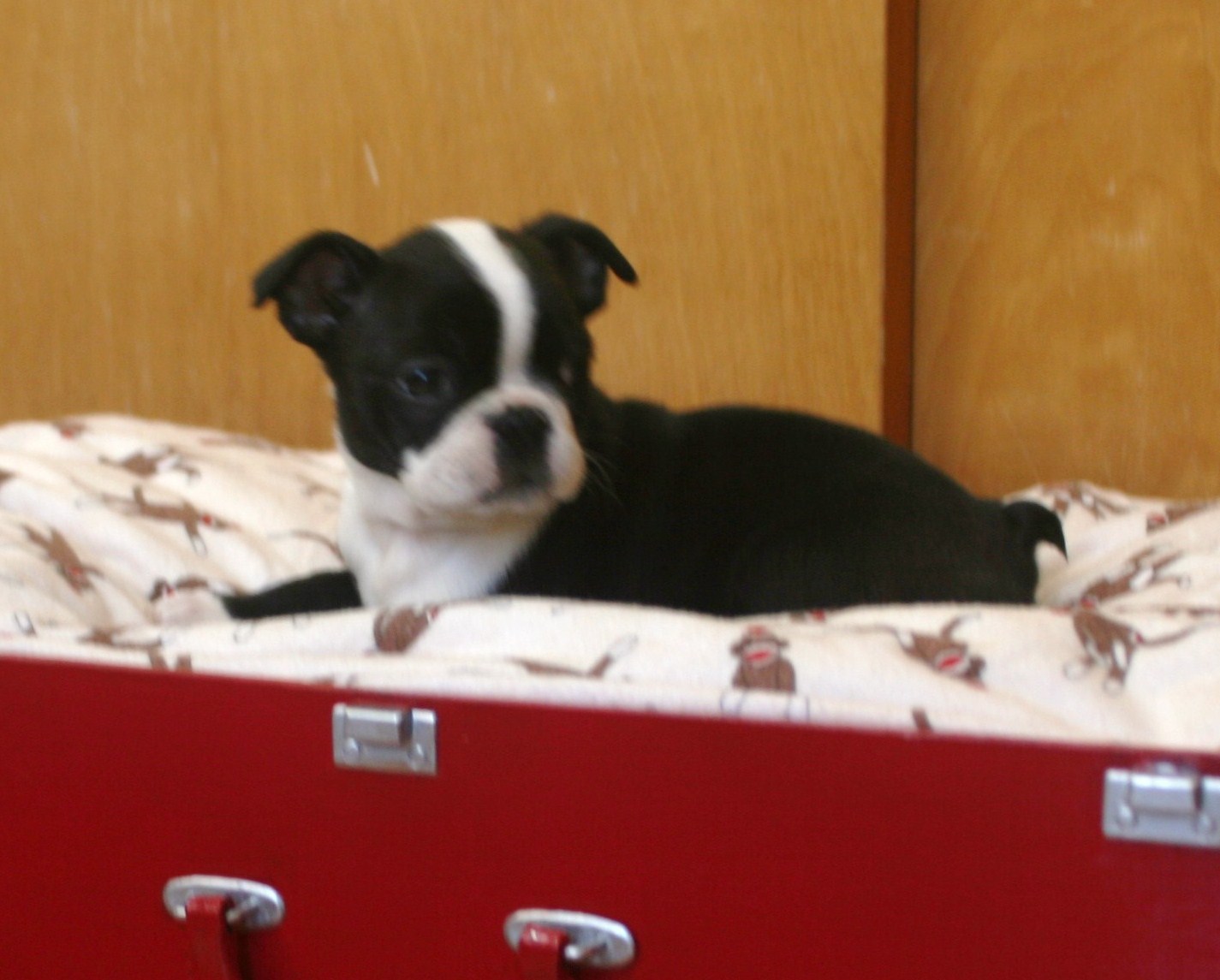 Roosevelt Kid D.I.Y Suitcase Dog Bed