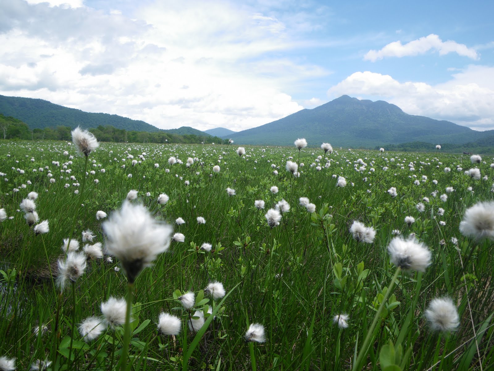 Oze Guide 尾瀬情報 尾瀬学校とワタスゲ