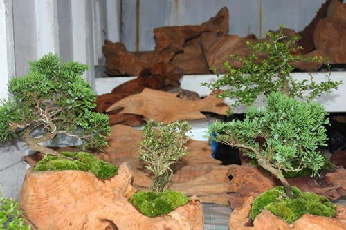 bonsai Taman Wisata Gunung Tangkuban Parahu