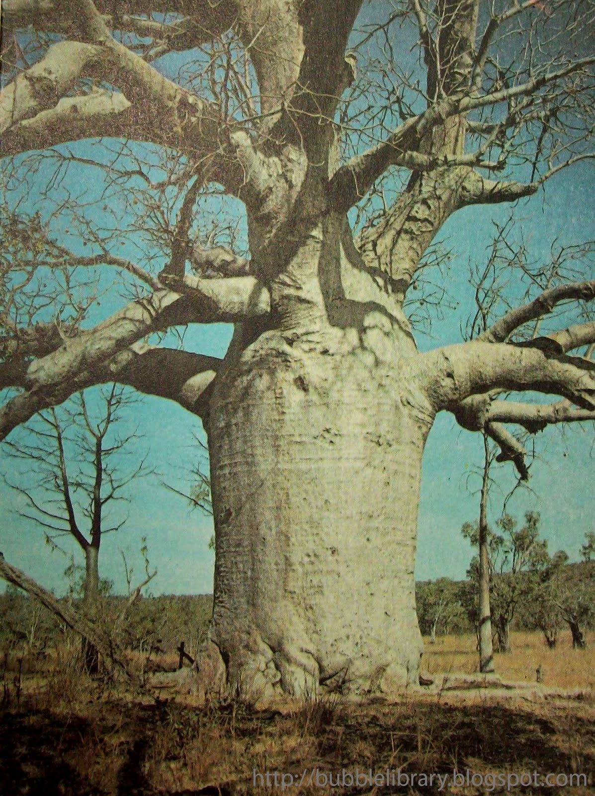 Baobab+tree. Baobab tree, Baobab, Painting