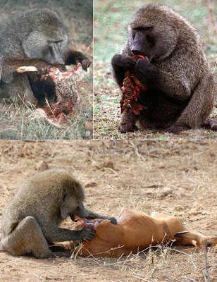 ni todos los monos son acérrimos vegetarianos Papiones%2Bcarne