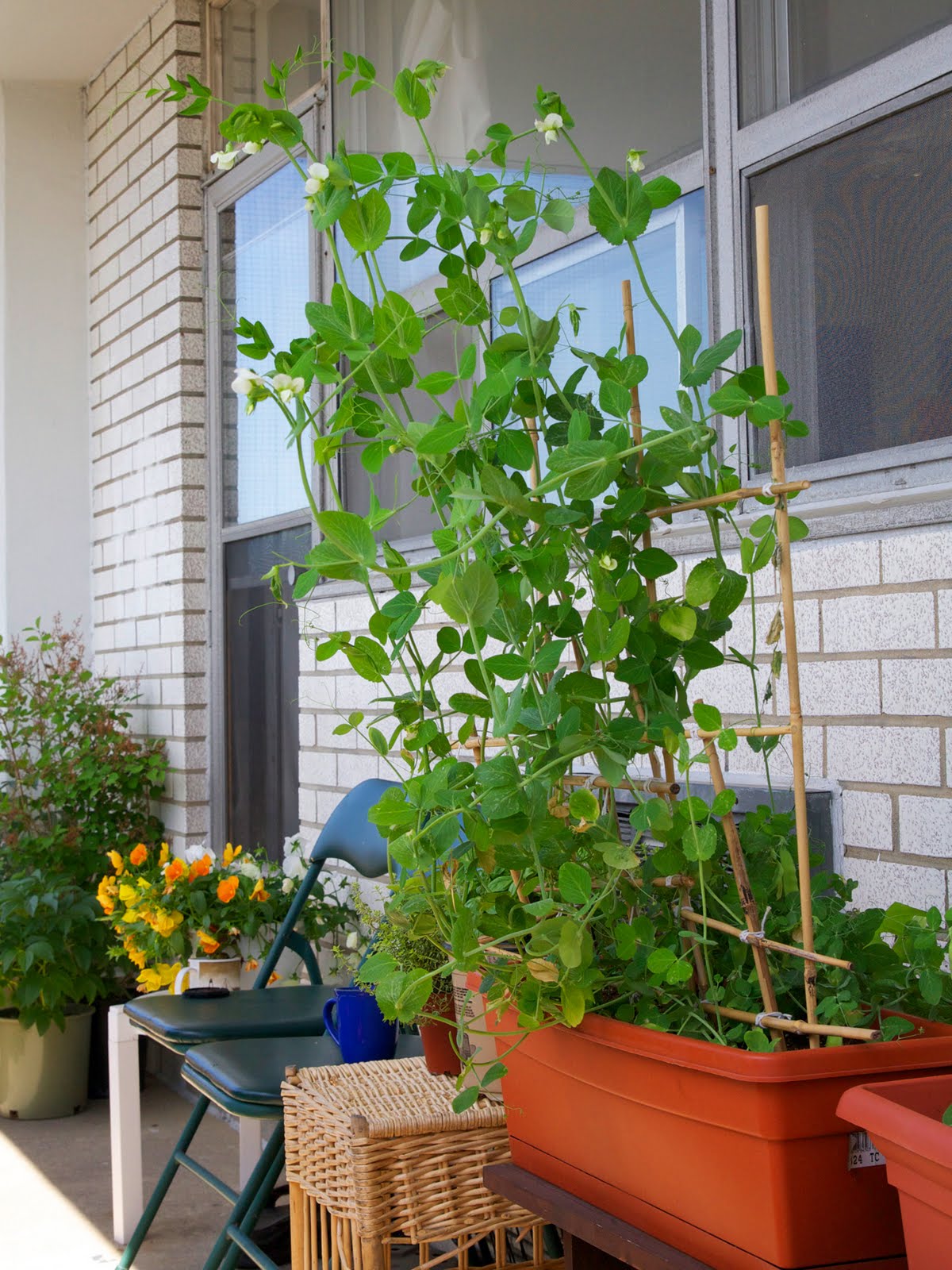 Toronto Balcony Gardening Snap Peas Growing Like Crazy Supported by