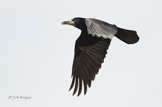 Graja, Corvus frugilegus, Rook