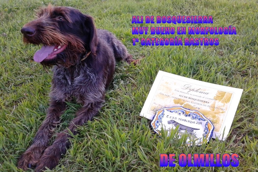 "DE OLMILLOS"