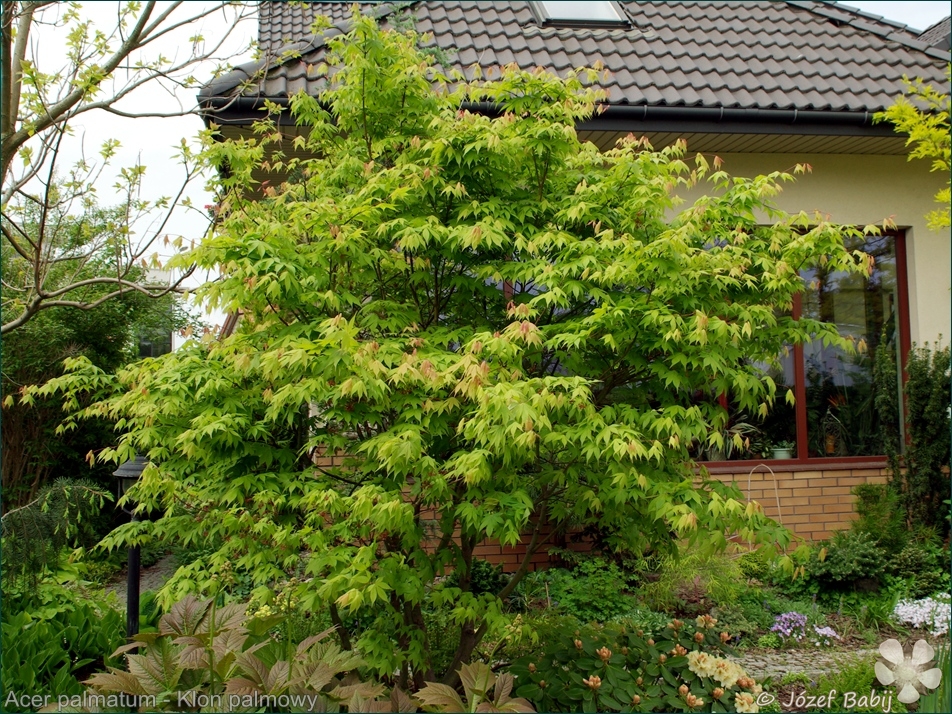 Acer palmatum - Klon palmowy