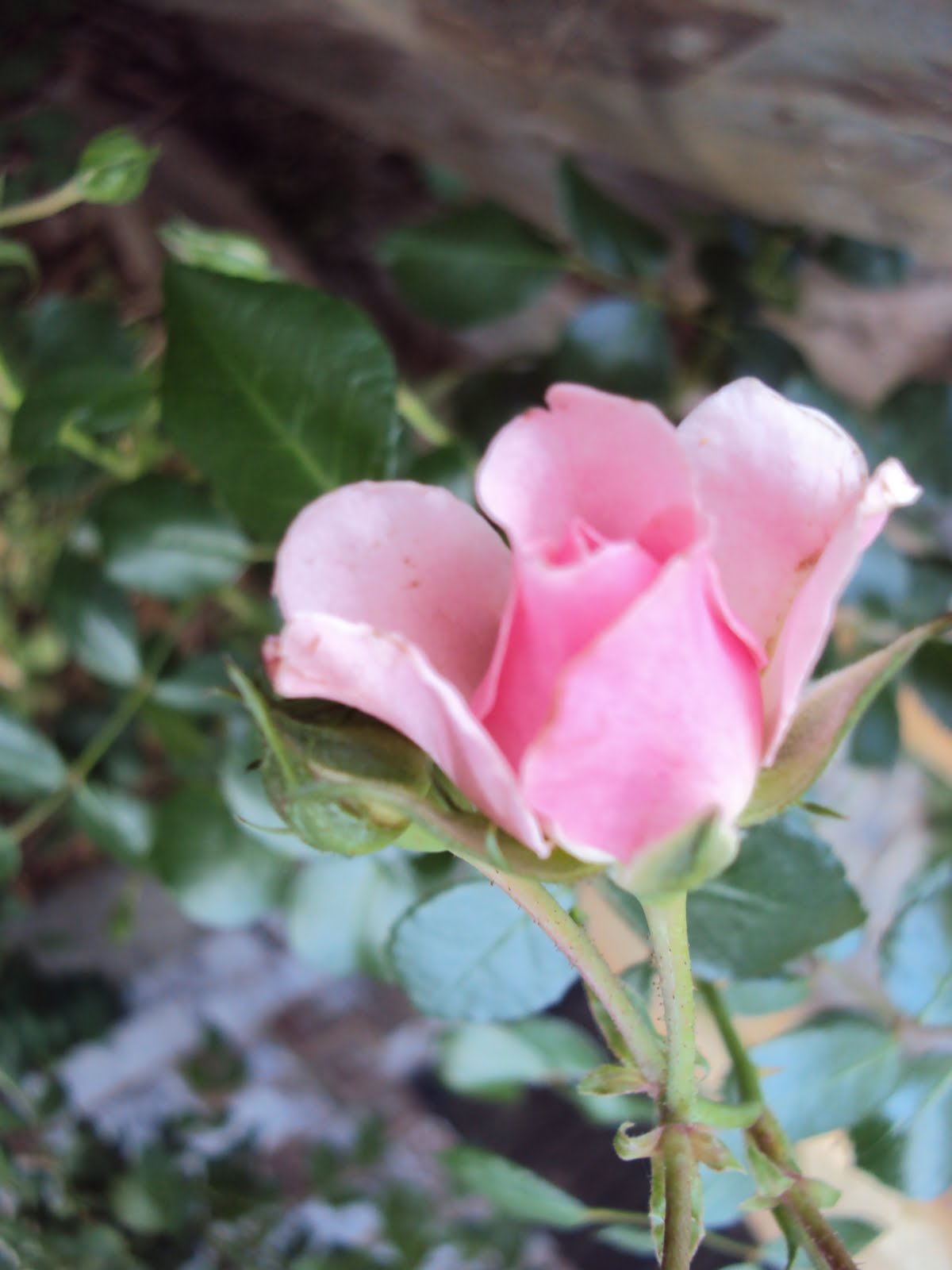  Ms Smartie Pants Flowers that don't need watering!