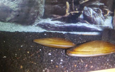 akvaryumum tatli su midyesi