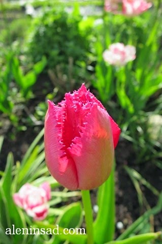 сорта тюльпанов, тюльпан, аленин сад, весенние луковичные, розовый тюльпан с зубчиками