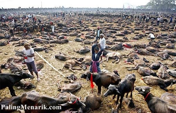 Festival Paling Aneh di Dunia dengan Membunuh 250.000 Binatang Ritual Membunuh Binatang