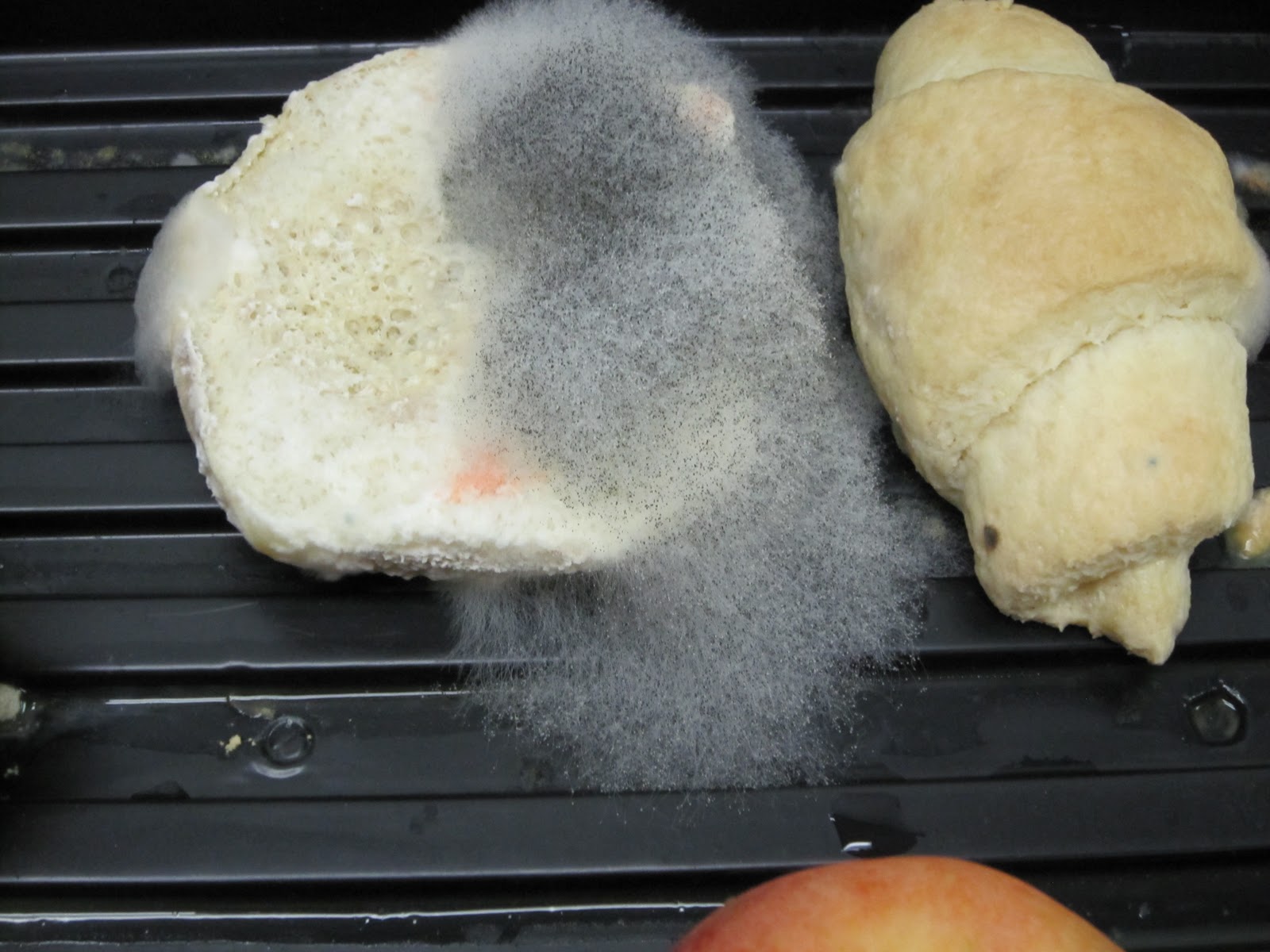 Let's Make A Mold Terrarium! The Homeschool Scientist