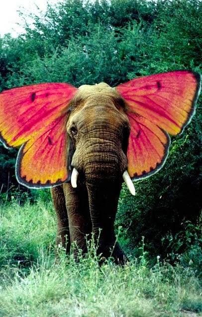 http://enpundit.com/elephants-make-pretty-butterflies/