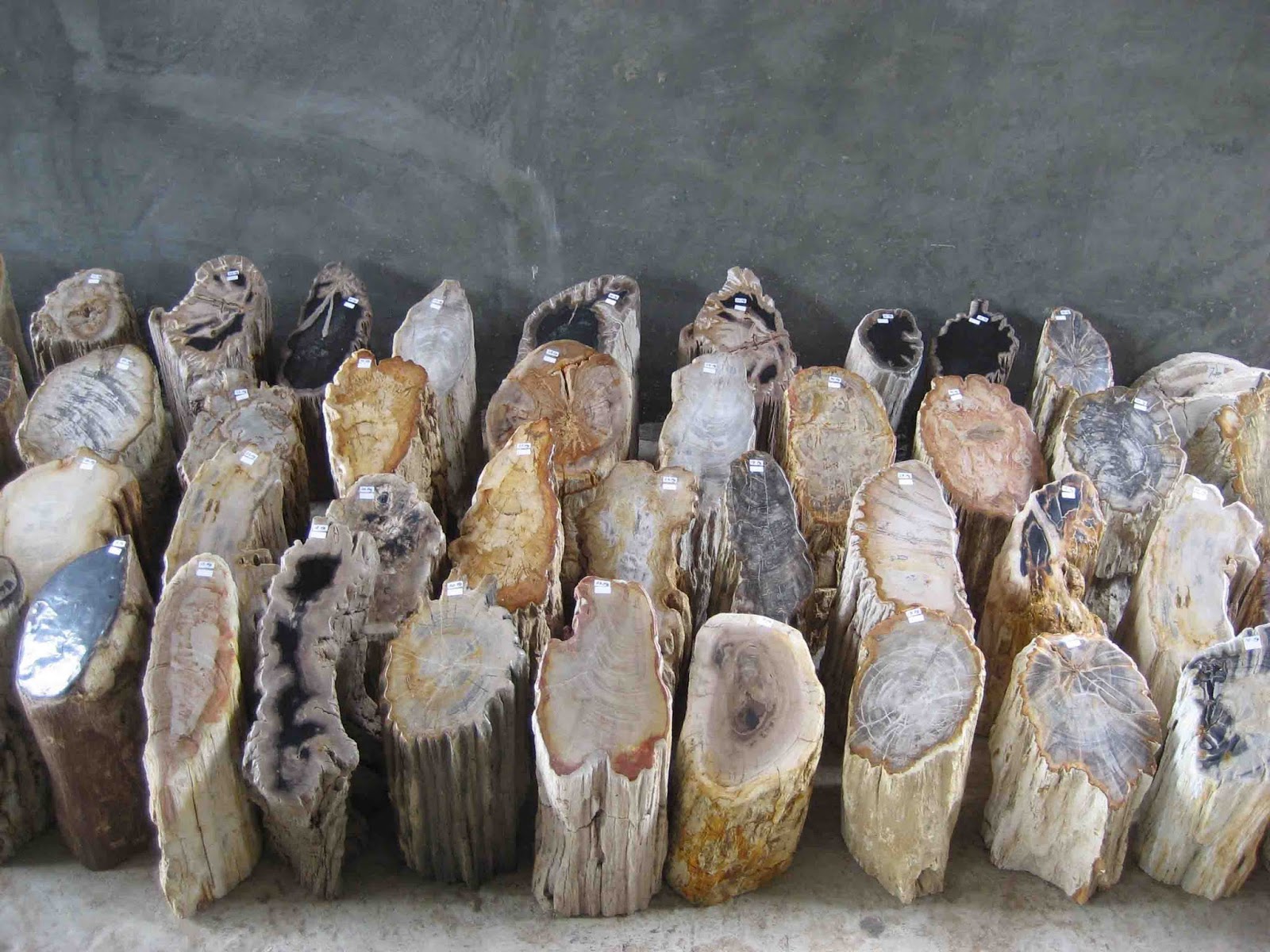 Polished+Petrified+Wood+prices.JPG (1600×1200) Petrified wood