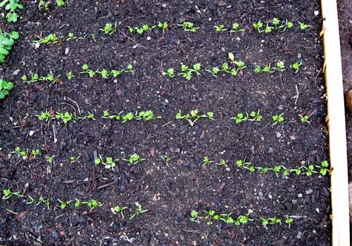 Daphne S Dandelions Carrot Gemination