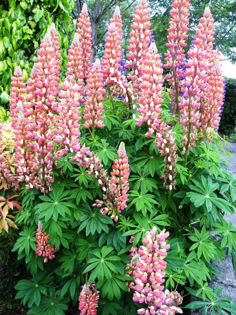 Kelli's Northern Ireland Garden Bendy Lupin Flowers