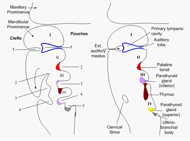mbbs medicine humanity first pharyngeal arches pharyngeal arches