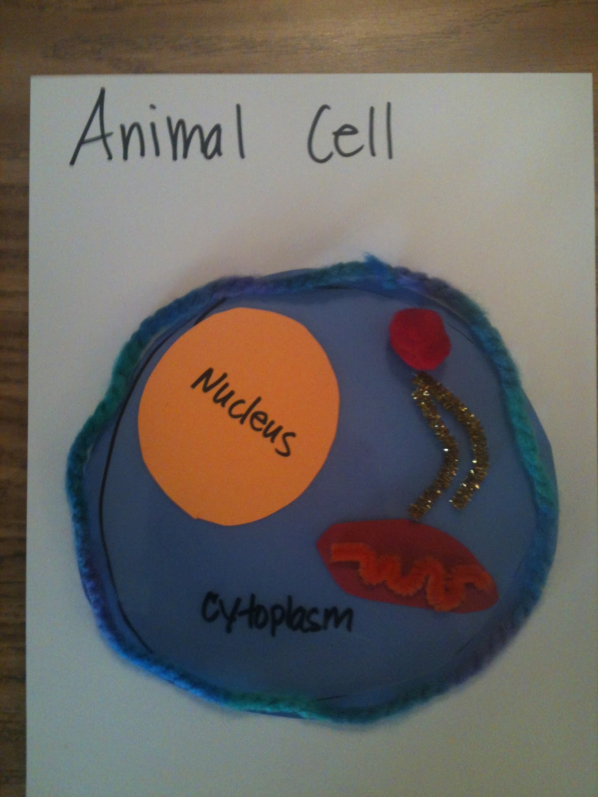 Animal cell organelles picture