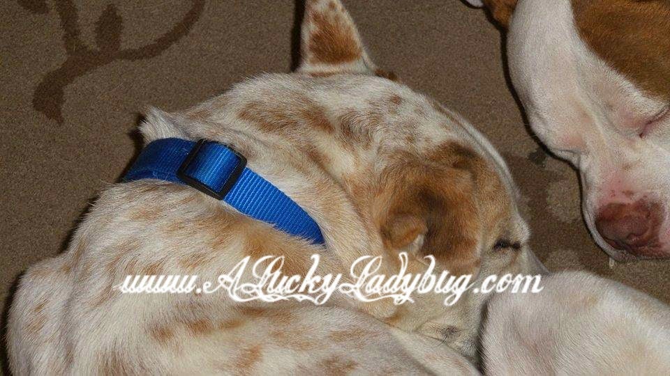 A Lucky Ladybug Hamilton Dog Collars Review