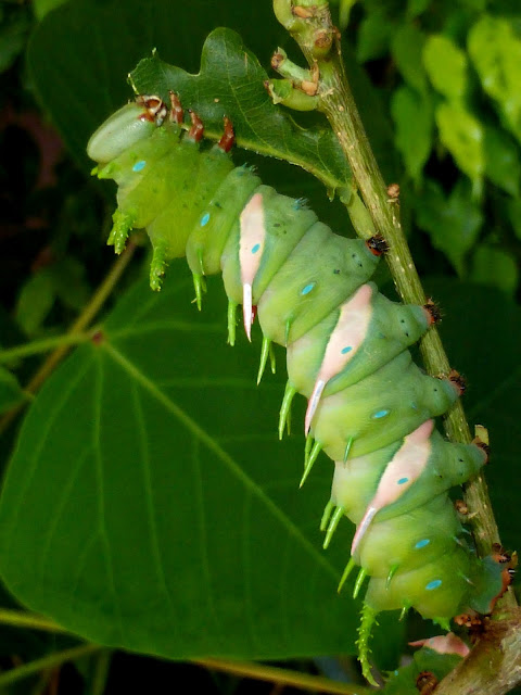 Adeloneivaia jason caterpillar Adeloneivaia jason caterpillar