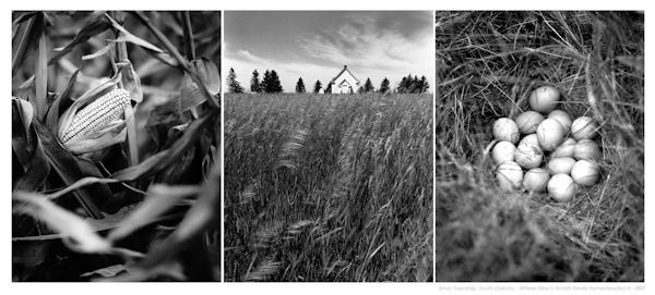 Advanced Photography Journal: Diptychs and Triptychs