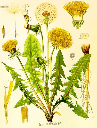 rencontre les herbiers