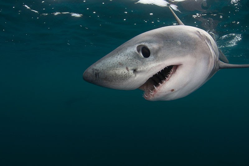 porbeagle shark, a species known for its unique characteristics and ecological importance, has recently been the subject of significant scientific interest due to a remarkable incident involving a pregnant porbeagle shark