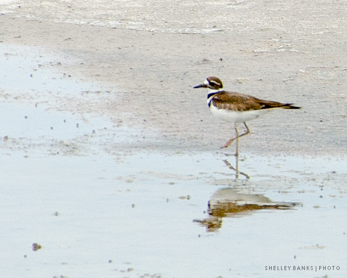 Prairie Nature Killdeer Nine Mating Moves