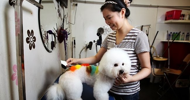 pampered pooch mobile grooming