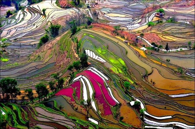 Terraced rice fields, China