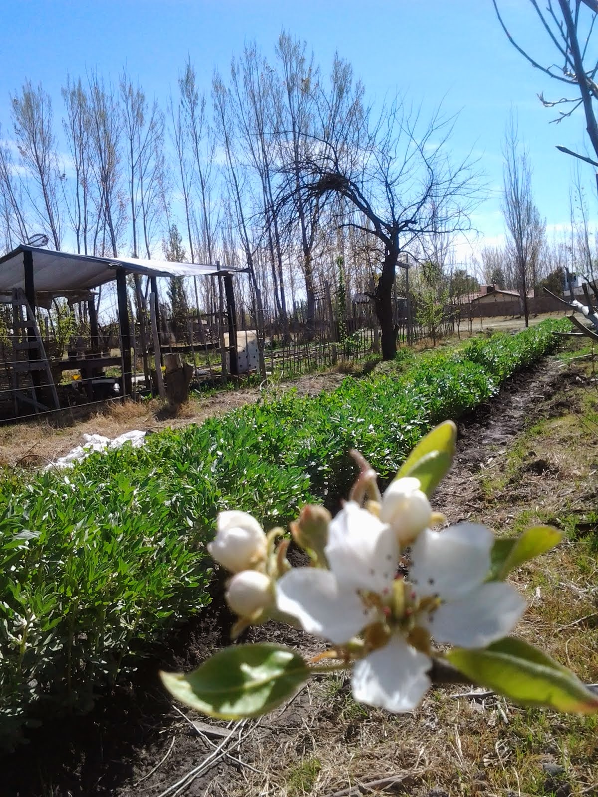 INFLORESCENCIA DE PERAL