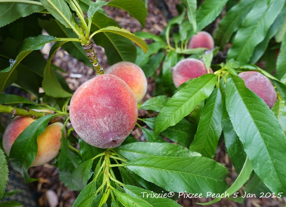 pixzee peach tree