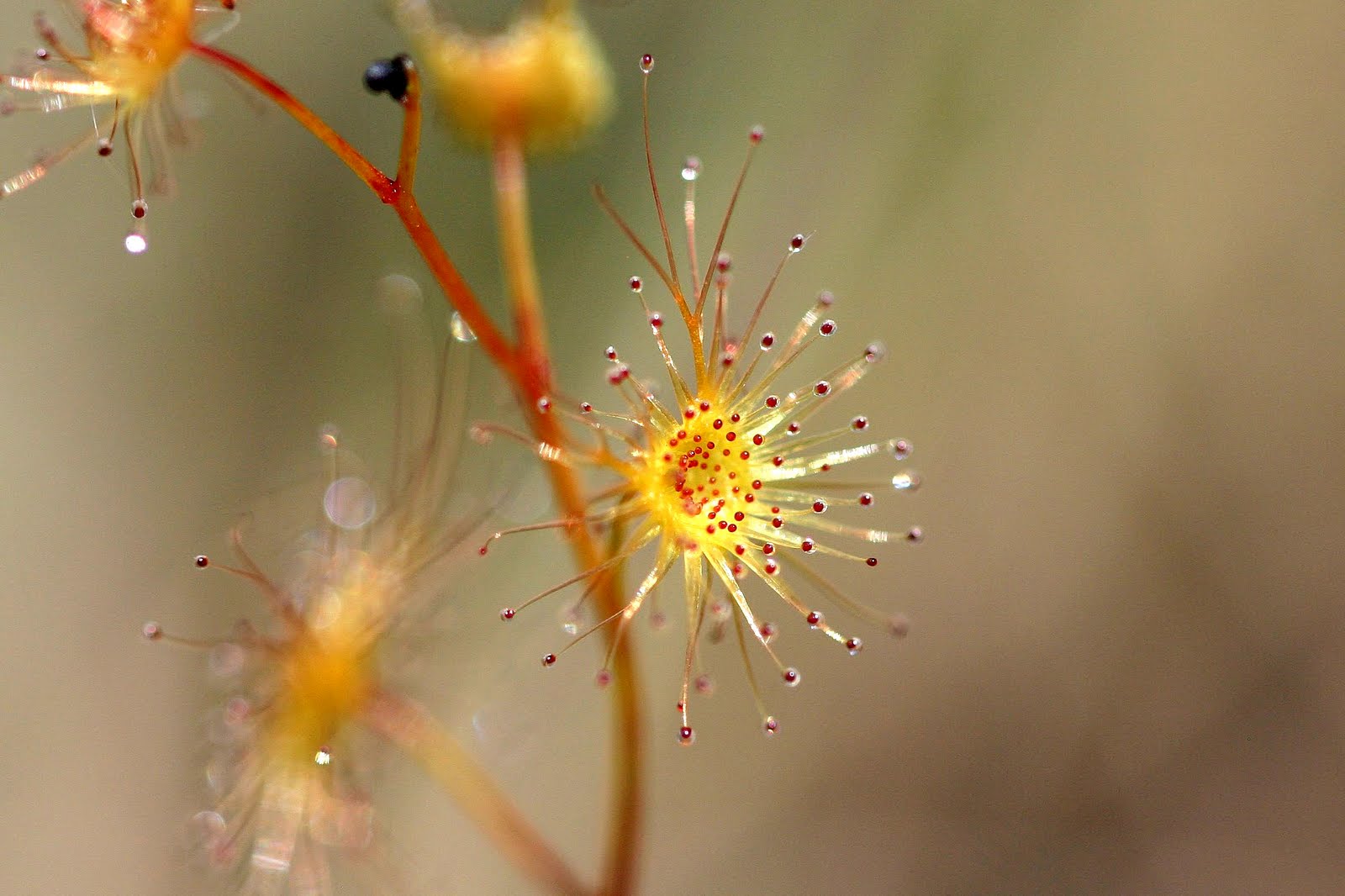 Botany word of the day Glandular hairs A type of trichome with a