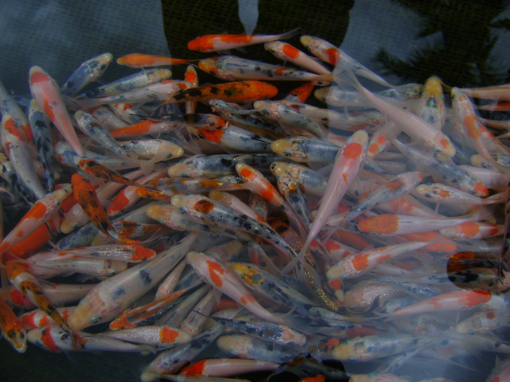 jual bibit ikan koi di bali lie min koi bali jual bibit ikan koi di bali lie min koi bali
