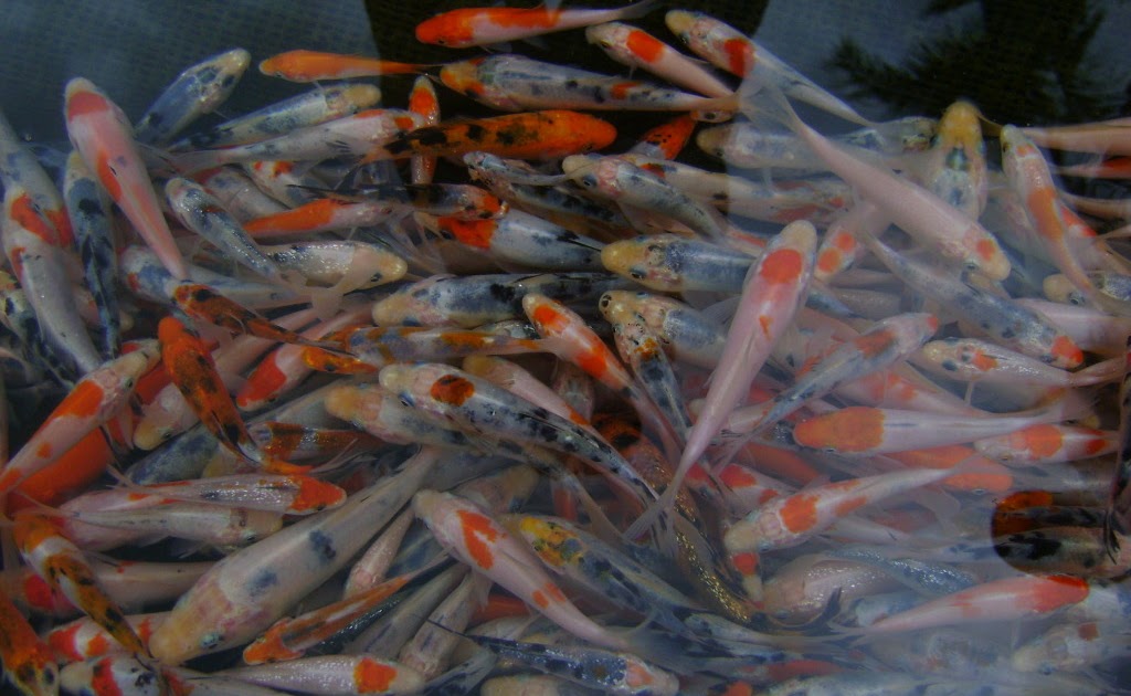 jual bibit ikan koi di bali lie min koi bali jual bibit ikan koi di bali lie min koi bali