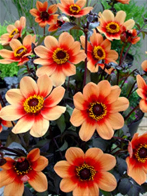 Pretty Happy Days Dahlia Stunning nature