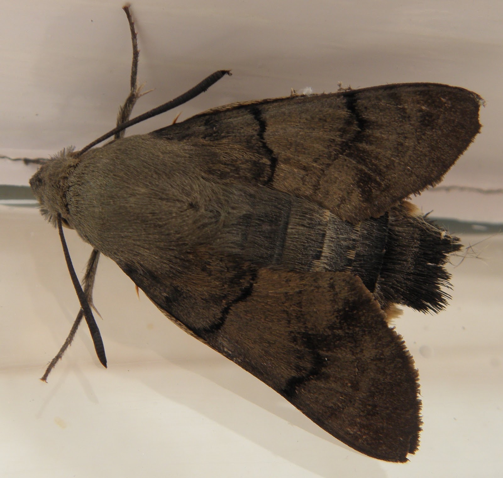 Benson & Ewelme wildlife Indoors Moth