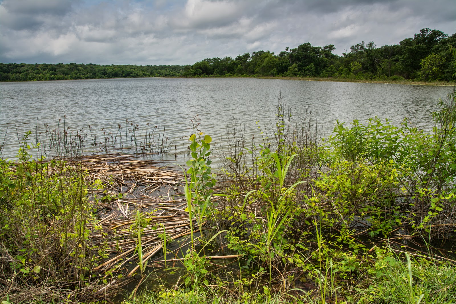 A Tree Falling Fort Worth Nature Center, Part II