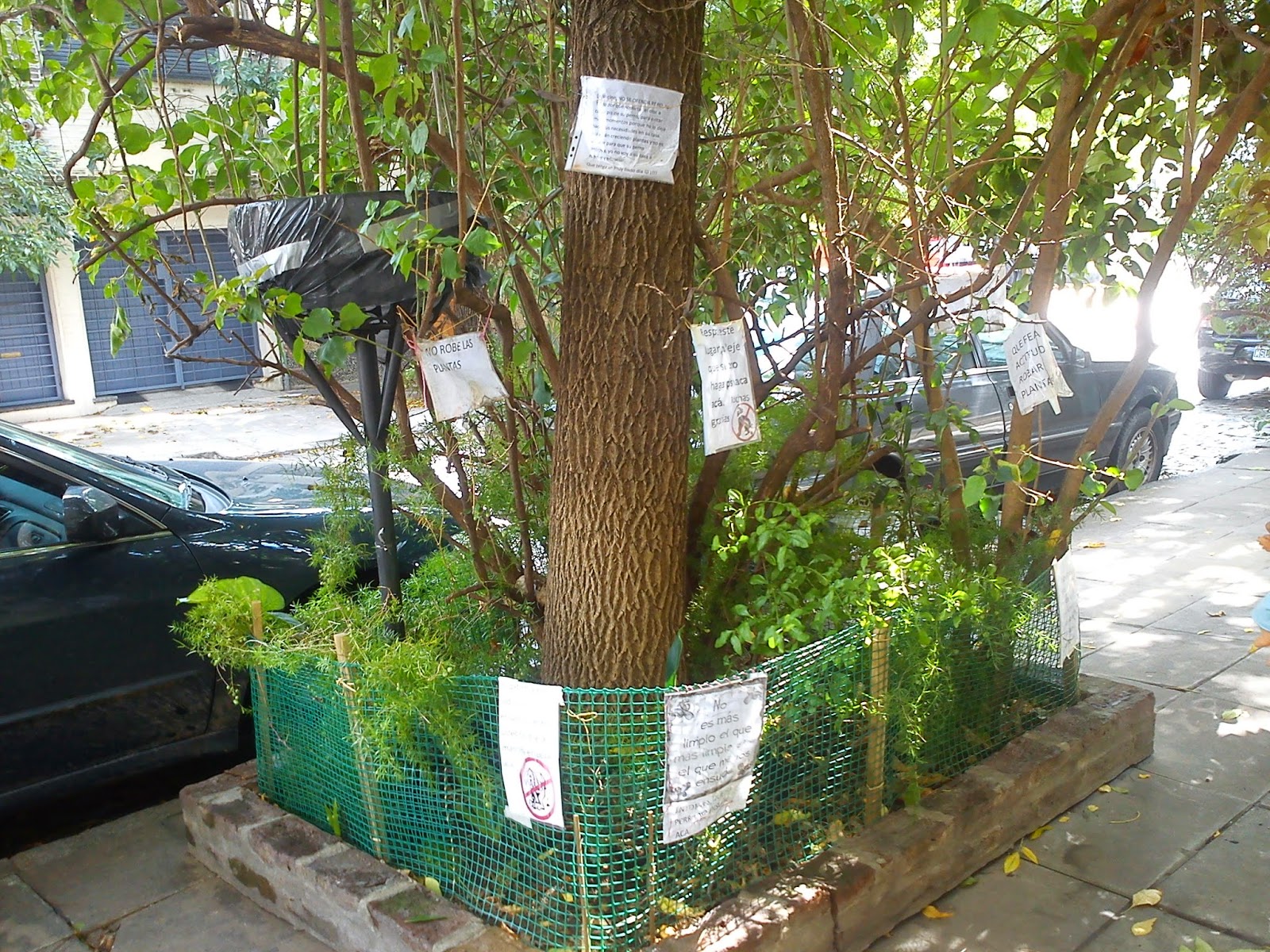 LA VOZ DEL BARRIO COLEGIALES: INSÓLITO: EL ÁRBOL DE CÉSPEDES AL 3300