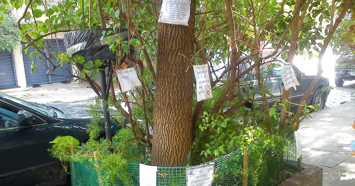 LA VOZ DEL BARRIO COLEGIALES: INSÓLITO: EL ÁRBOL DE CÉSPEDES AL 3300