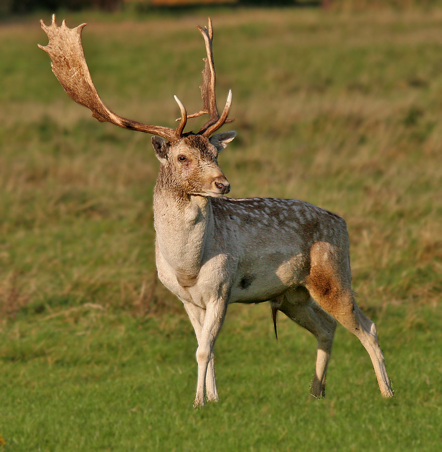 Endangered Animals in Turkey