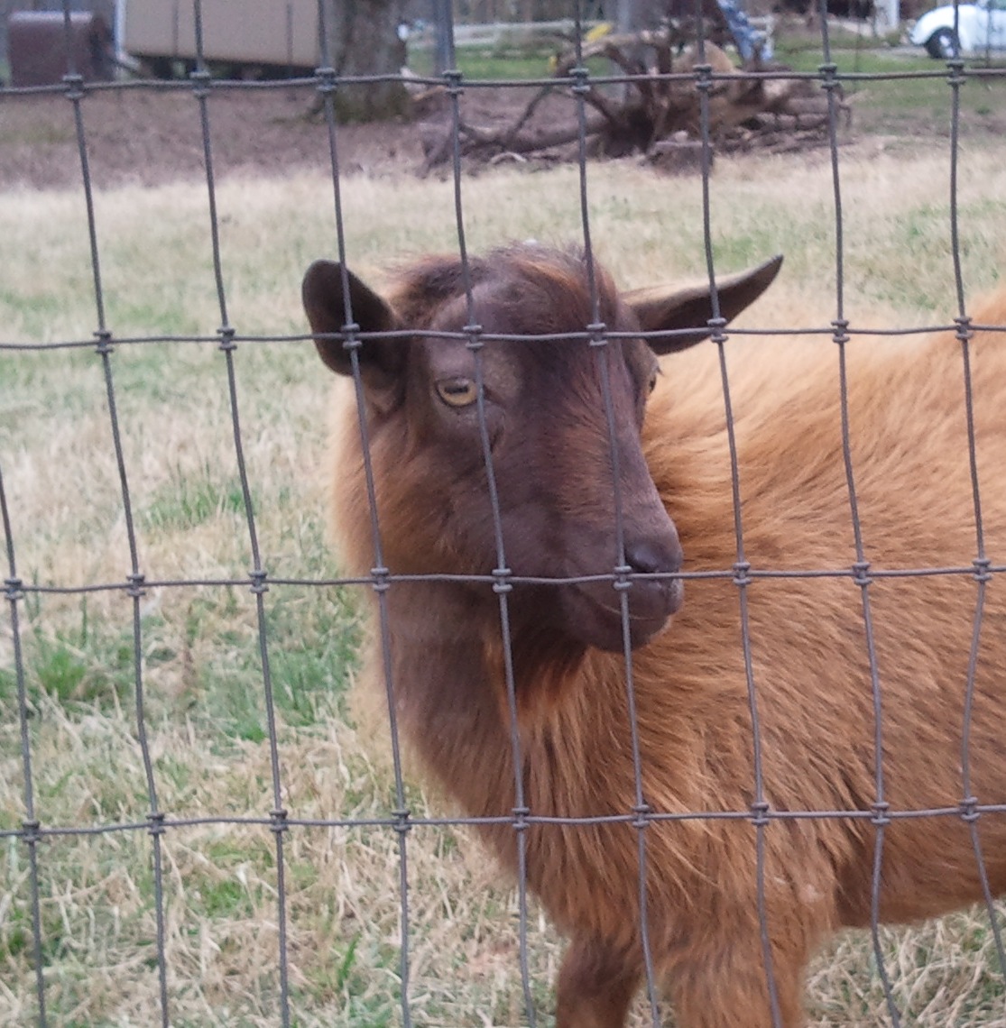 Sanctuary Farm Feeding our Goats