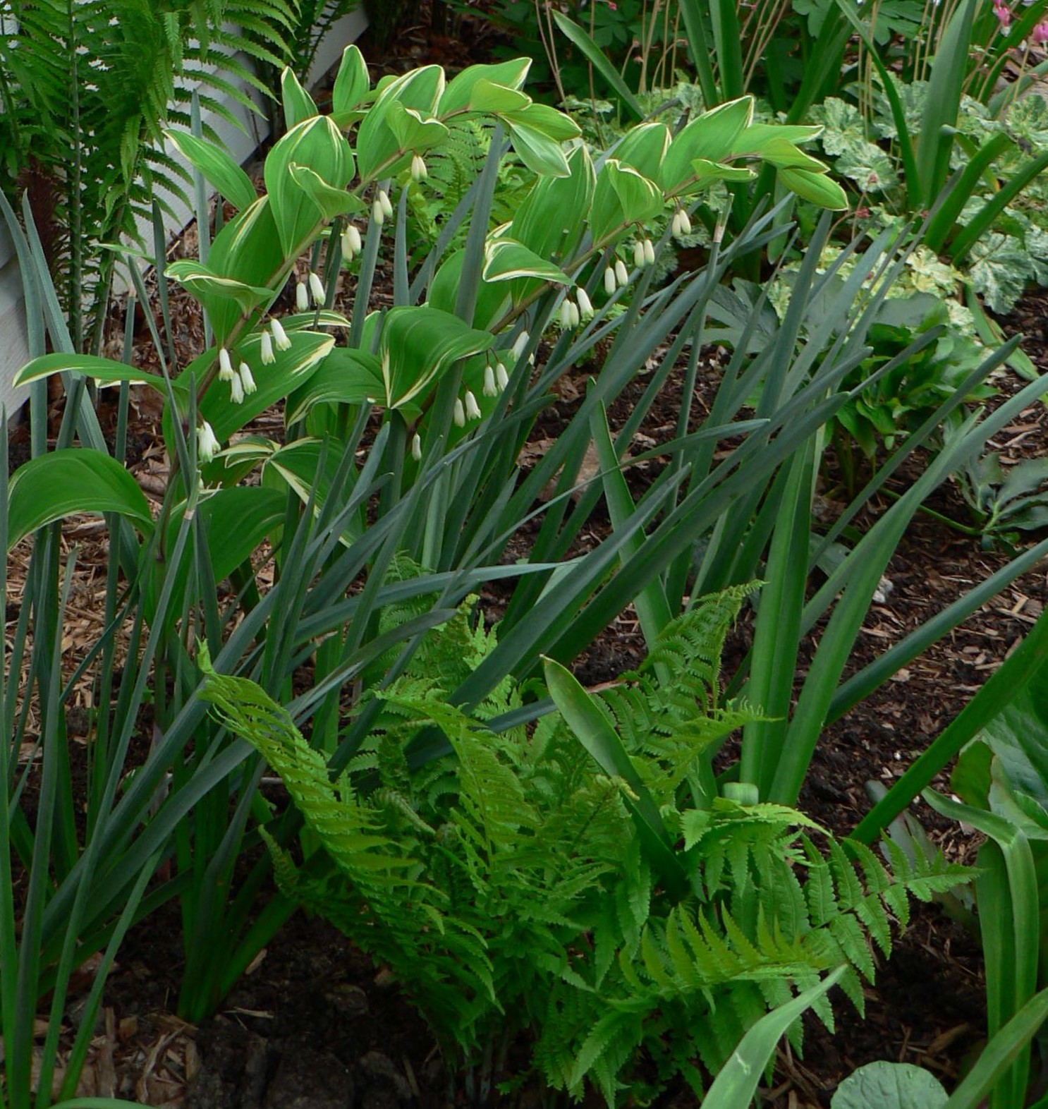 Visit My Garden: Ferns and Hostas