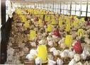 CARA TERNAK AYAM PEDAGING