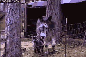 Funny animal gifs - part 118 (10 gifs), goat jumping to donkey back