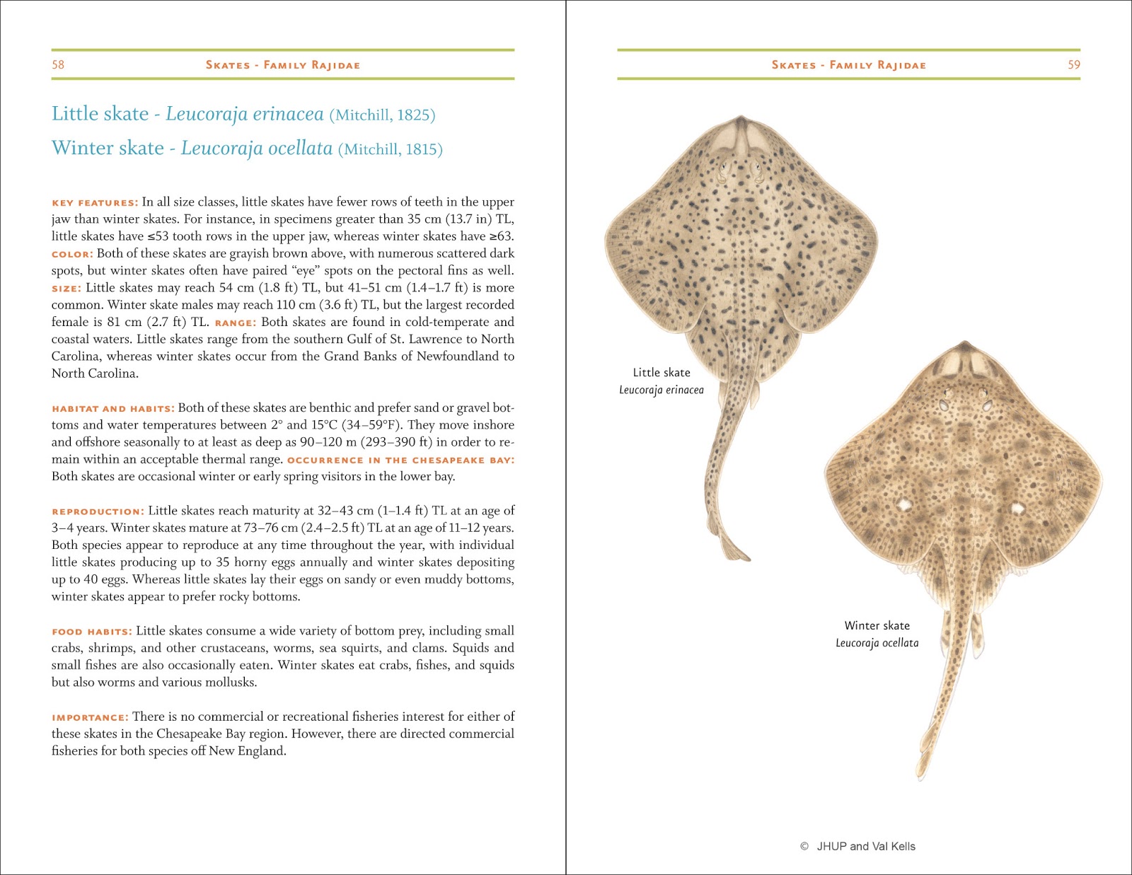 Field Guide to Fishes of the Chesapeake Bay Look Inside