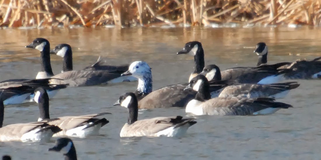 Bird Hybrids Snow Goose x Cackling Goose