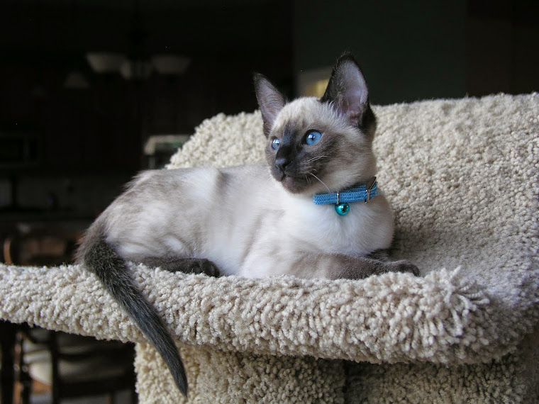 Carolina Blues Cattery Siamese Kittens for Sale Siamese Kittens for