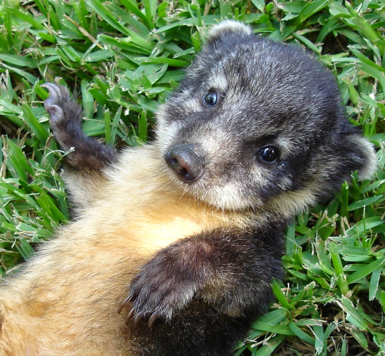 COATI