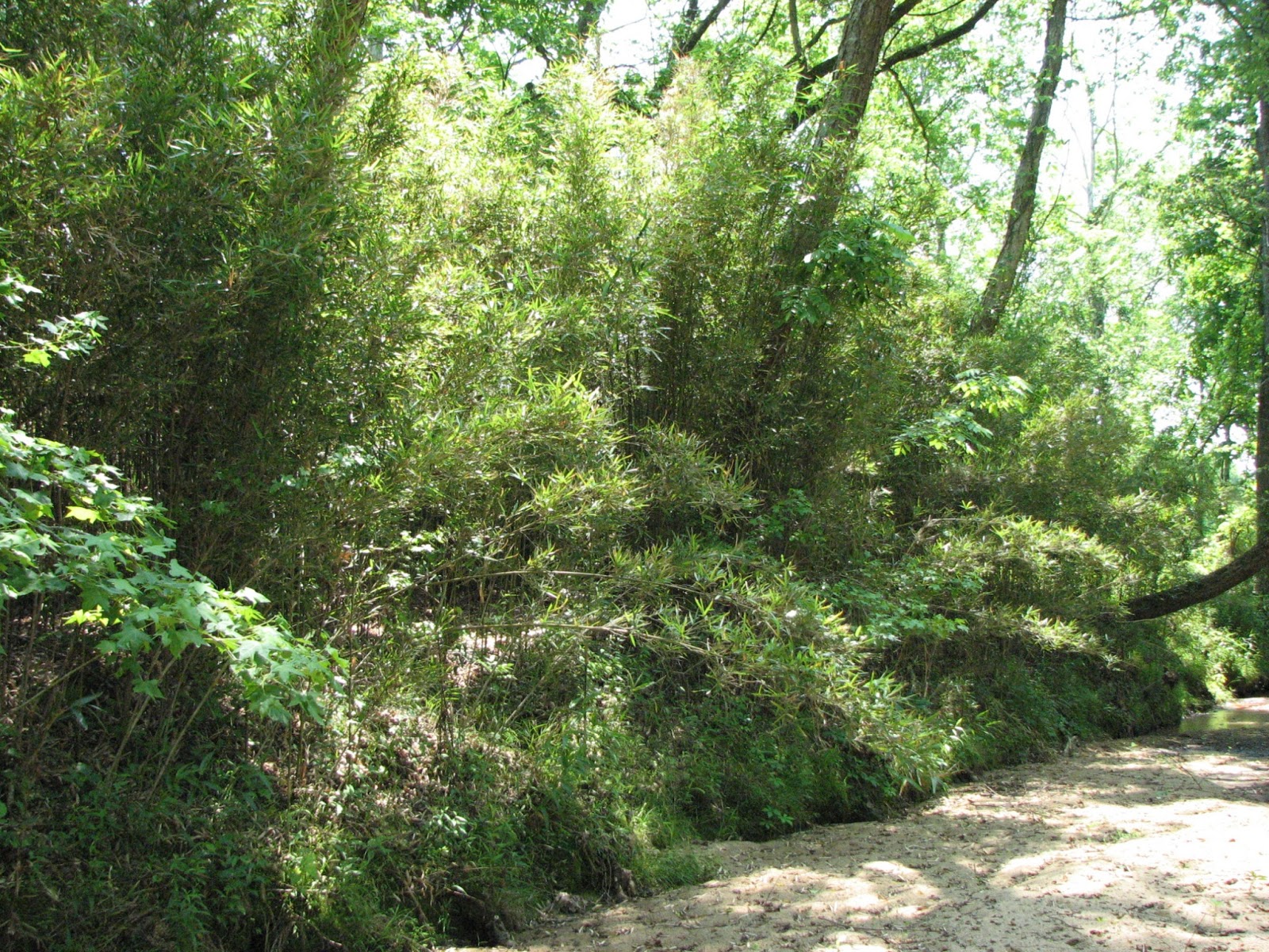 Rivercane Research A little background